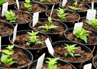newly potted nemesia plants in a nursery